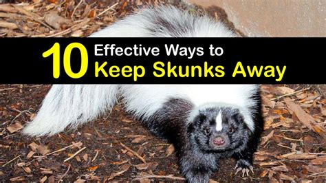 How to get rid of a skunk. Things To Know About How to get rid of a skunk. 